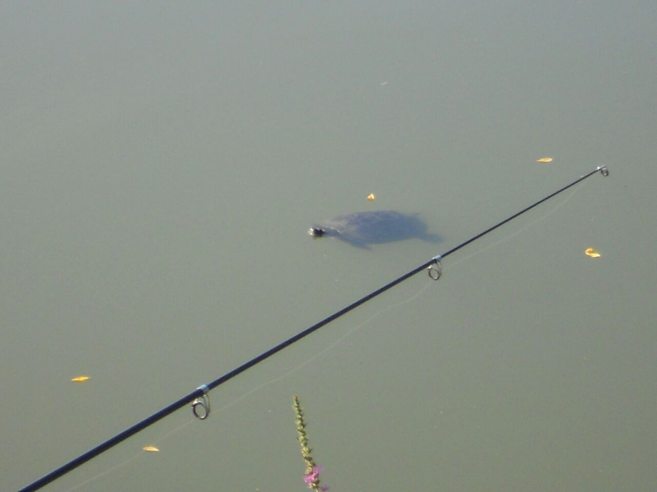 See 2